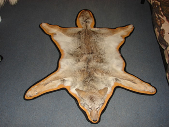 Coyote rug- HUGE coyote with excellent hair